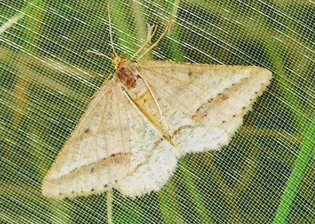 Tephrina arenacearia - lucerna-araszoló