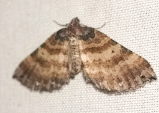Earophila badiata - csipkerózsa-araszoló