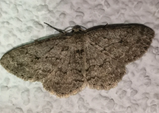 Ectropis crepuscularia - avararaszoló