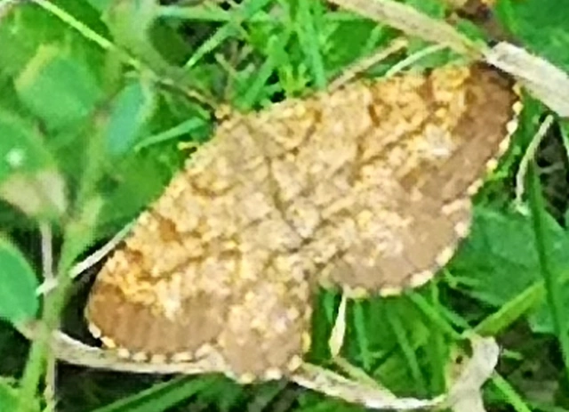 Ematurga atomaria - barna rétiaraszoló