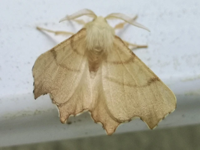 Ennomos erosaria - hársfa-levélaraszoló