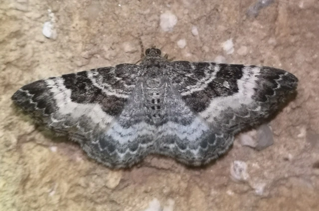 Epirrhoe alternata - galaj-tarkaaraszoló