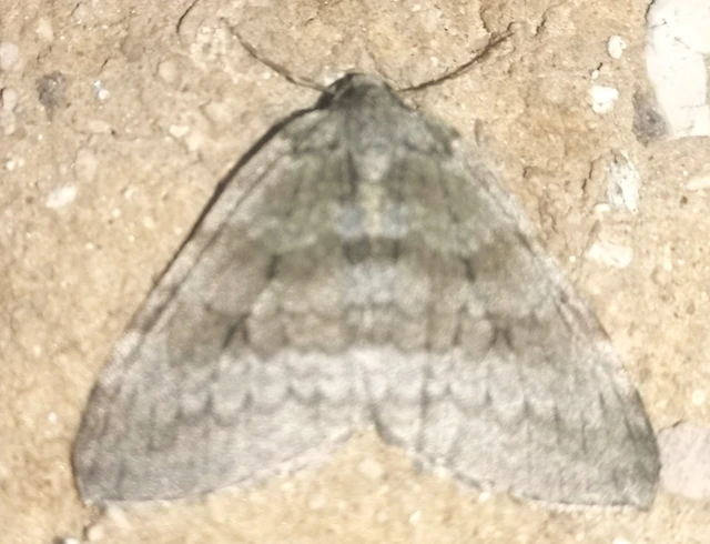 Epirrita christyi/dilutata
