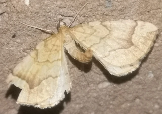 Eulithis mellinata - feketeribiszke-araszoló