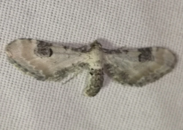 Eupithecia centaureata - búzavirág-törpearaszoló