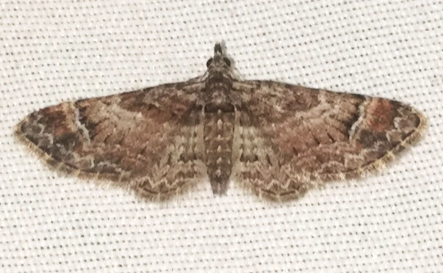 Gymnoscelis rufifasciata - vöröscsíkos törpearaszoló