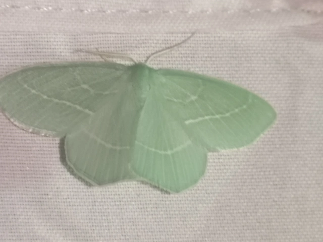 Hemistola chrysoprasaria - kékes zöldaraszoló