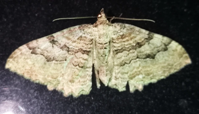 Hydria cervinalis - őzbarna araszoló