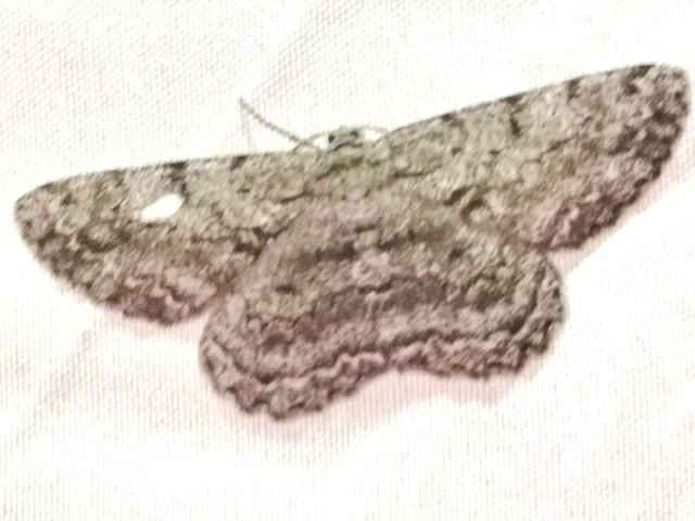 Hypomecis roboraria - nagy tölgyfaaraszoló