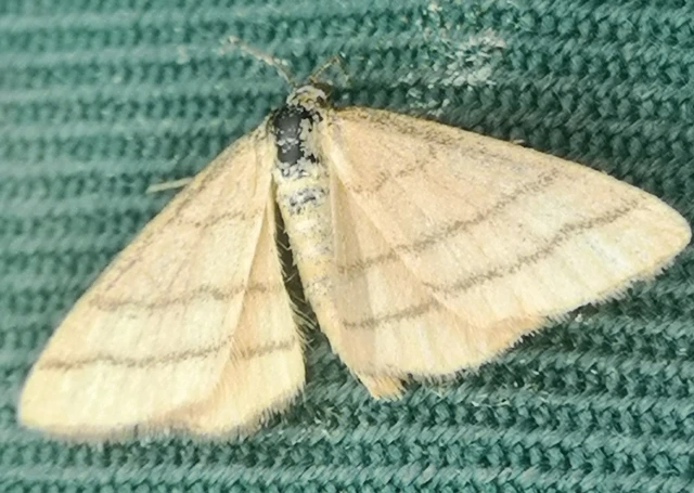 Idaea aureolaria - aranyos sávosaraszoló