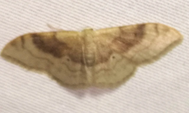 Idaea degeneraria - barnasávos araszoló