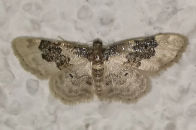 Idaea rusticata - tarka apróaraszoló