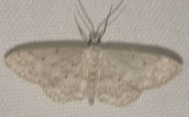 Idaea seriata - szürke apróaraszoló