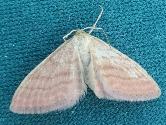 Idaea ochrata - okkerszínű sávosaraszoló
