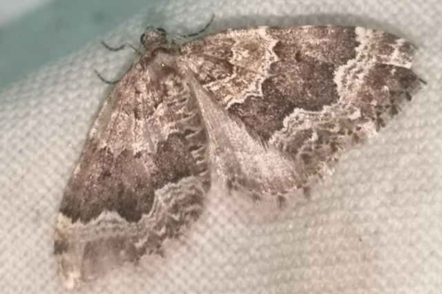 Lampropteryx suffumata - füstös araszoló