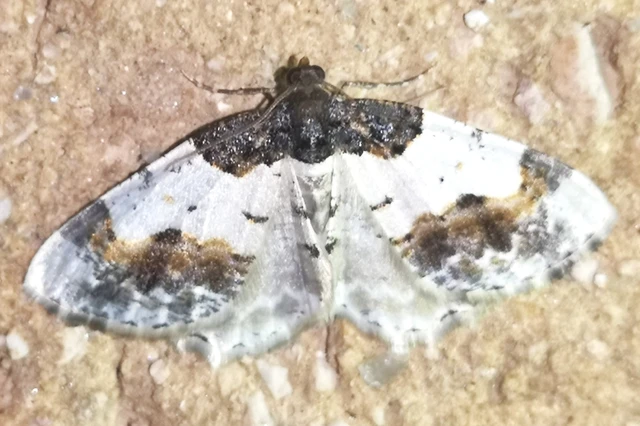 Ligdia adustata - barna levélaraszoló