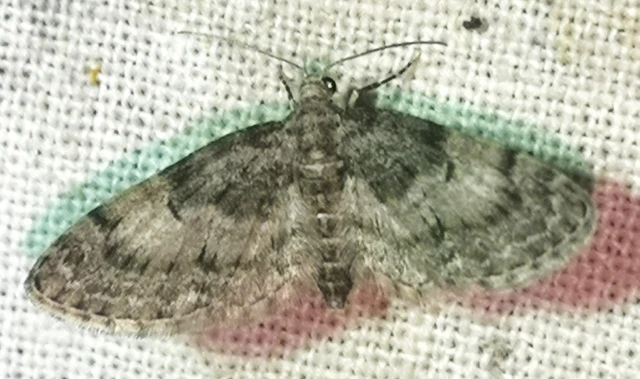 Eupithecia dodoneata - tölgy-törpearaszoló