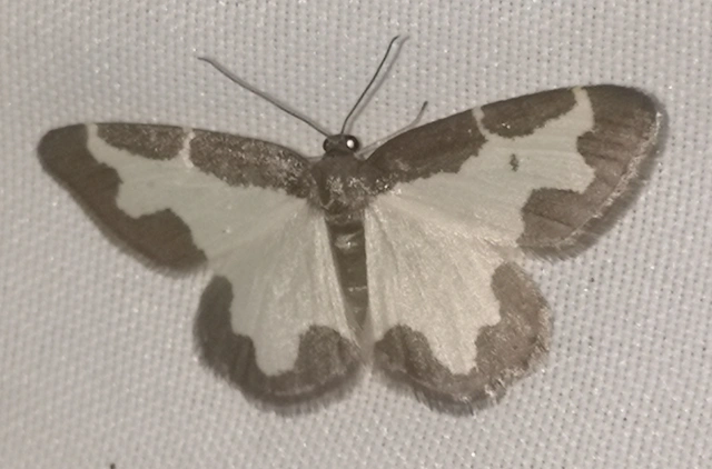 Lomaspilis marginata - szegélyes nyárfaaraszoló