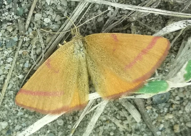 Lythria purpuraria - bíborsávos araszoló