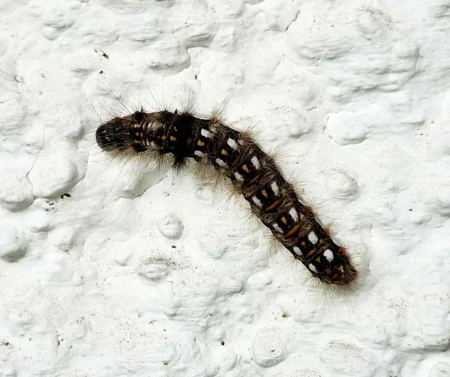 Acronicta rumicis - sóska-szigonyosbagoly Acronicta rumicis - sóska-szigonyosbagoly
