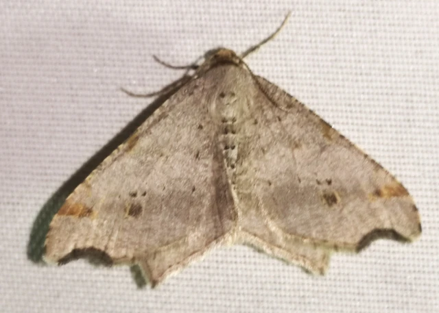 Macaria alternata - közönséges szürkearaszoló