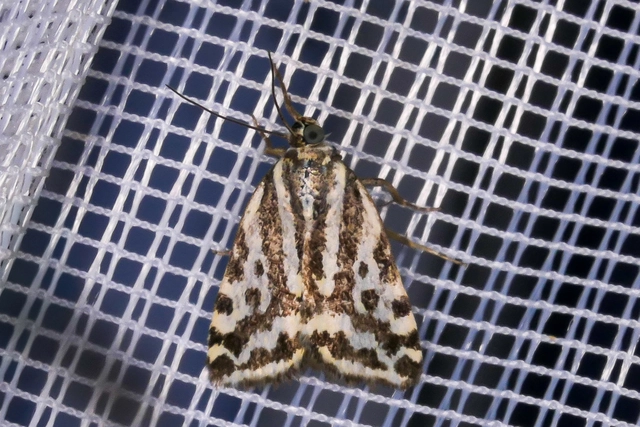 Emmelia trabealis - zebrabagoly