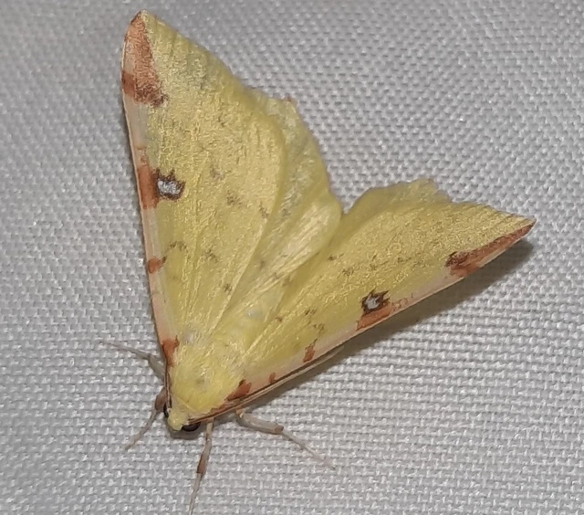 Opisthograptis luteolata - citromsárga araszoló