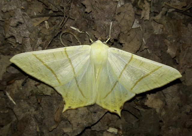 Ourapteryx sambucaria - fecskefarkú araszoló