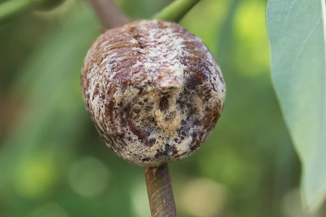Hierodula tenuidentata - óriás ázsiai imádkozósáska