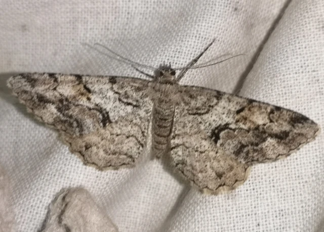 Peribatodes secundaria - fenyő-faaraszoló