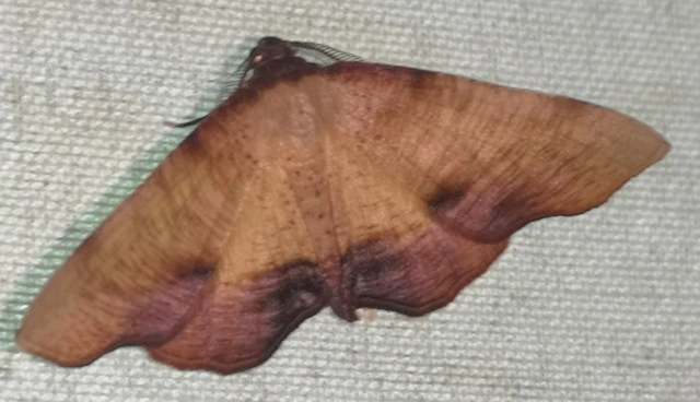 Plagodis dolabraria - baltaszárnyú araszoló