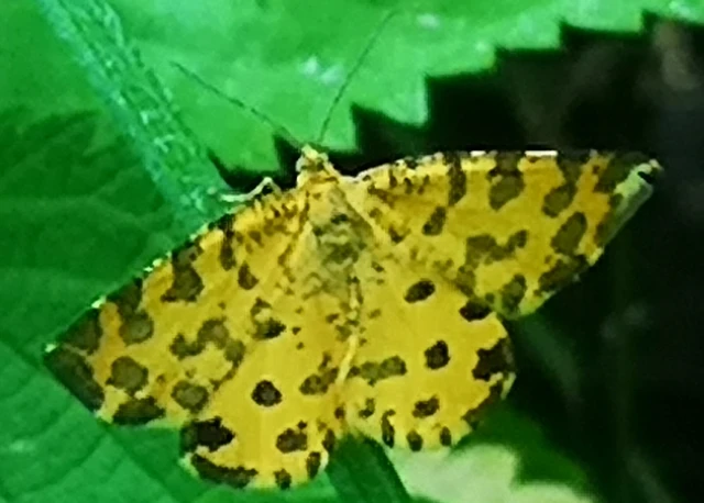 Pseudopanthera macularia - párducfoltos araszoló