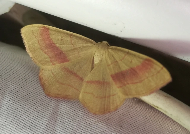 Rhodostrophia vibicaria - pirosszélű araszoló