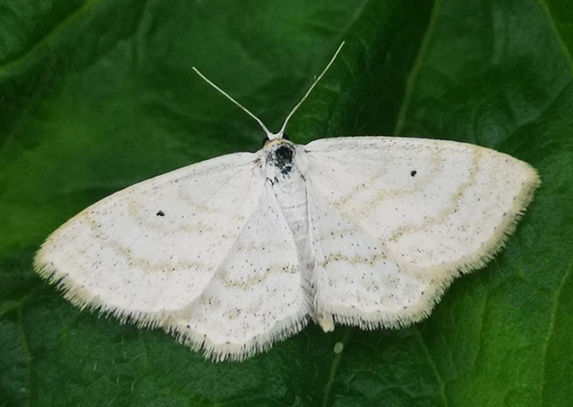 Scopula immutata - réti fehéraraszoló