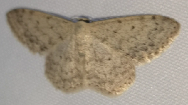 Scopula marginepunctata - pettyes sávosaraszoló