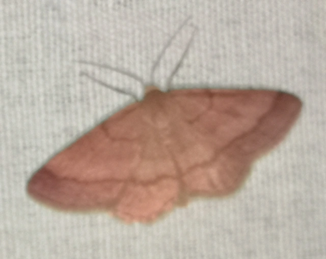 Scopula rubiginata - réti pirosaraszoló
