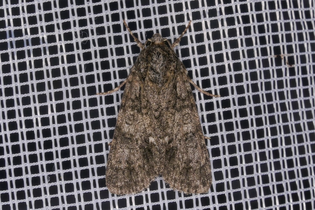 Acronicta rumicis - sóska-szigonyosbagoly Acronicta rumicis - sóska-szigonyosbagoly