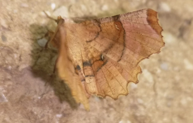 Selenia lunularia - egyfoltos holdasaraszoló