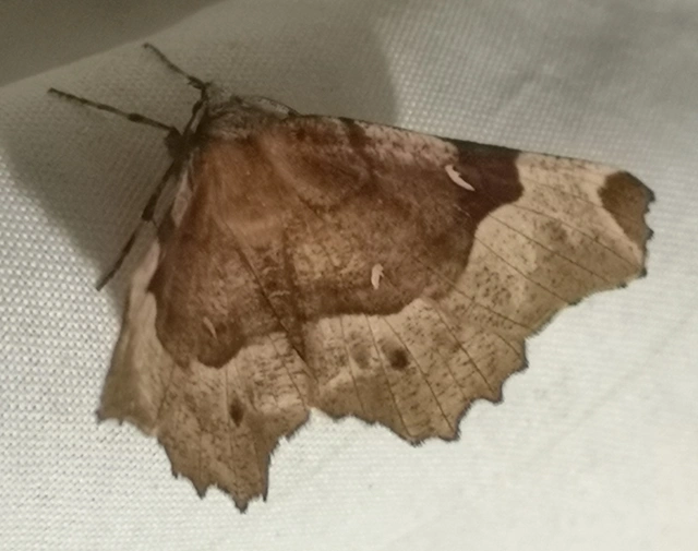 Selenia tetralunaria - négyfoltos holdasaraszoló