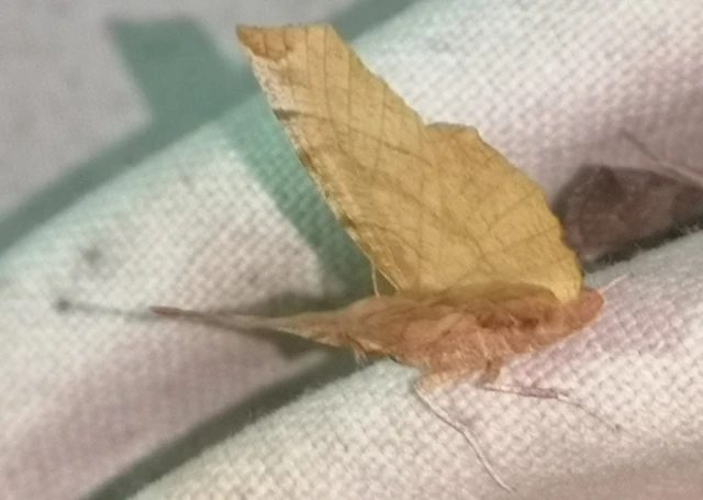Selenia dentaria - kétfoltos holdasaraszoló