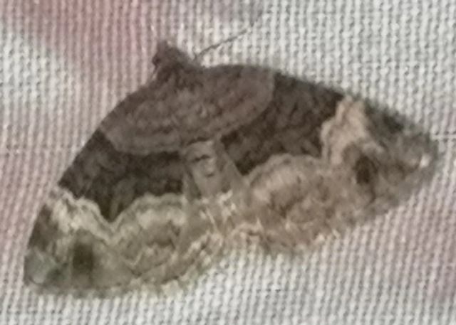 Xanthorhoe biriviata - kétsávos tarkaaraszoló
