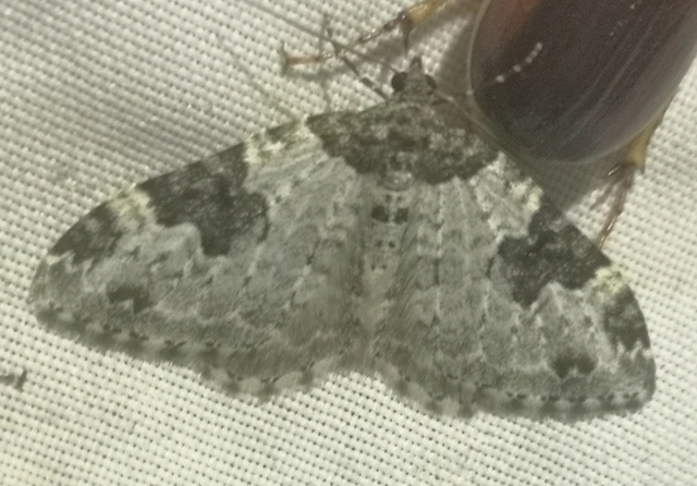 Xanthorhoe fluctuata - közönséges tarkaaraszoló