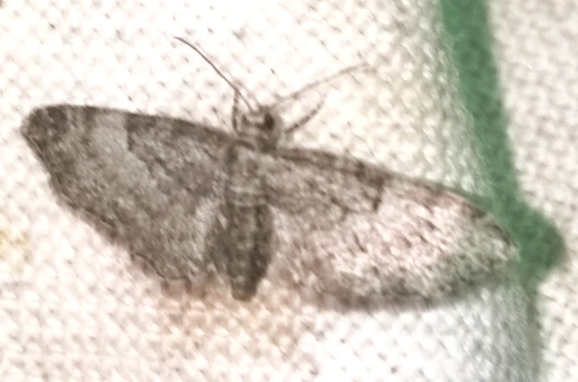 Eupithecia dodoneata - tölgy-törpearaszoló