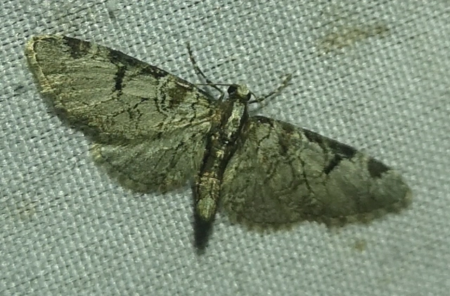 Eupithecia insigniata - hálózatos törpearaszoló