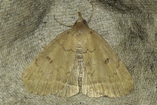 Zanclognatha zelleralis - okkerbarna karcsúbagoly