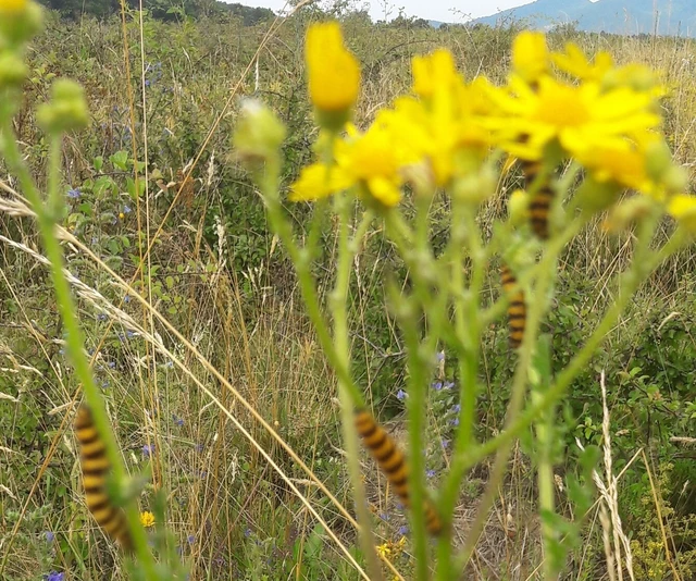 Tyria jacobaeae - jakabfű-medvelepke