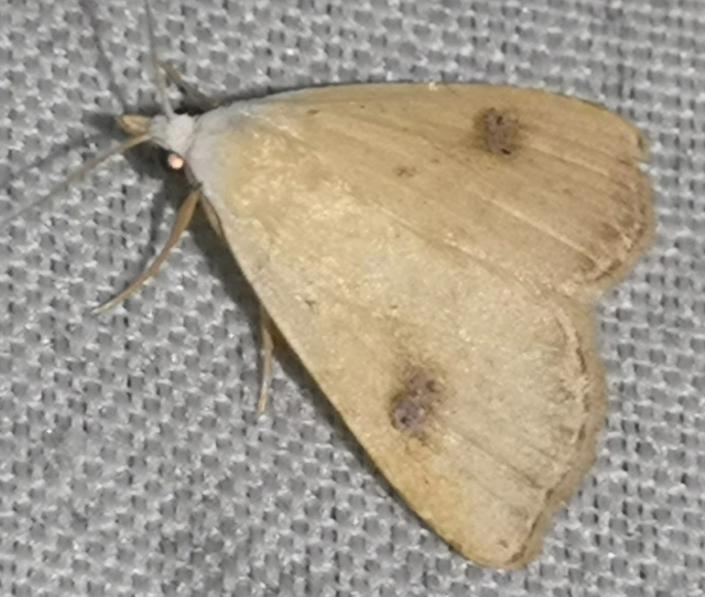 Rivula sericealis - selymes lórombagoly