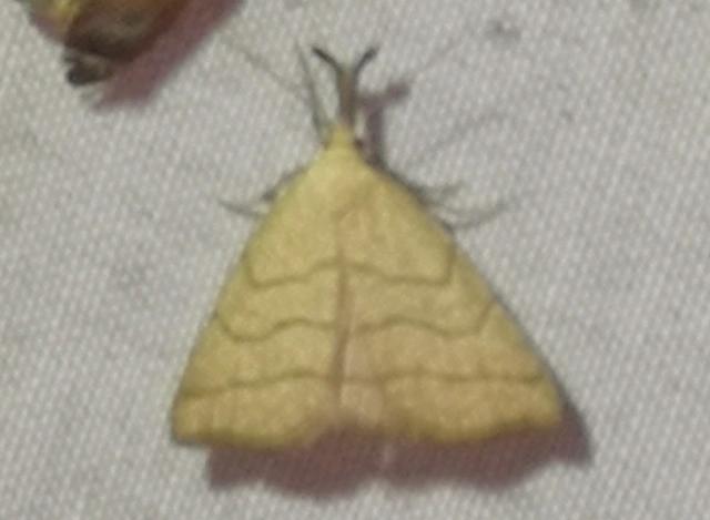 Polypogon tentacularia - sötétaljú karcsúbagoly