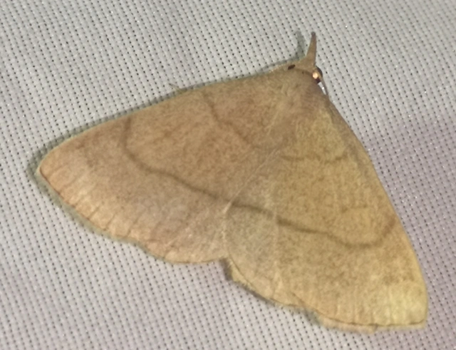 Paracolax tristalis - sárgás karcsúbagoly