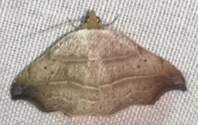 Laspeyria flexula - zuzmóbagoly